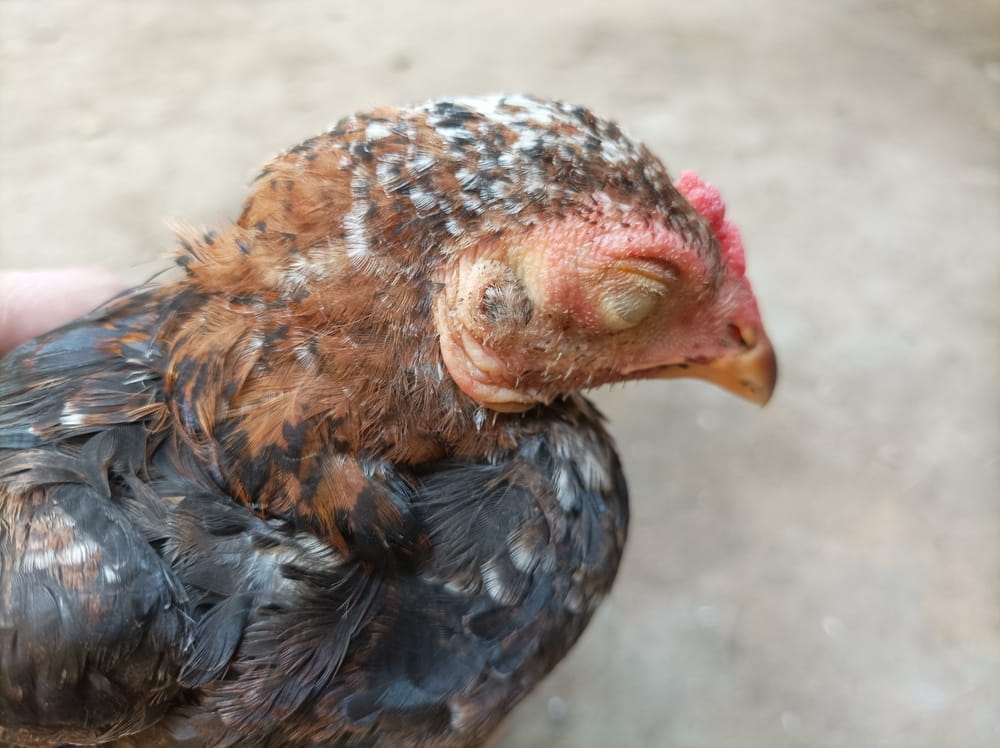Coccidiosis in Chickens: Causes & Prevention | Kalmbach Feeds®