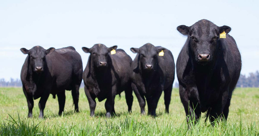 Free Choice Mineral Management for Grazing Beef Cattle