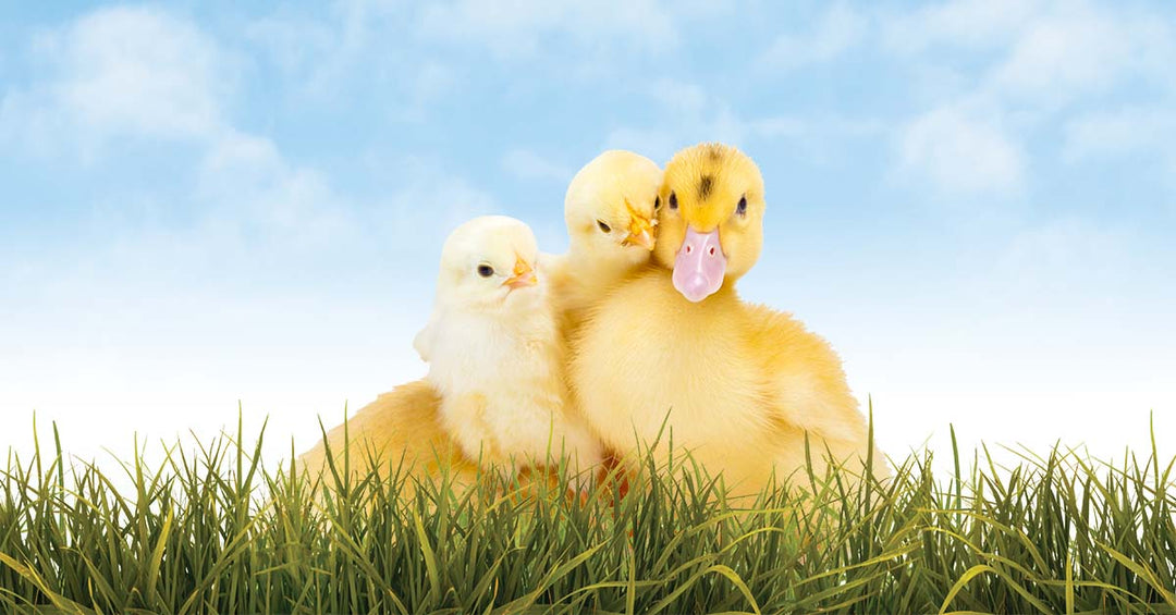 Mixed Flock 101: Can You Raise Ducks & Chickens Together?