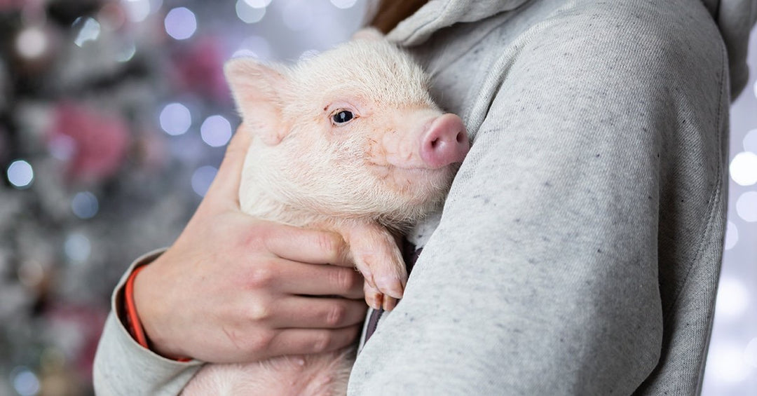 Understanding Mini and Potbellied Pigs