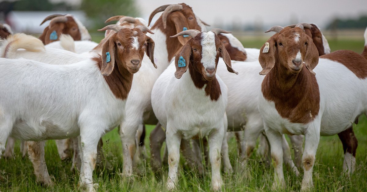 Goat Management: Maintaining Wethers and Easy Keepers – Kalmbach Feeds®