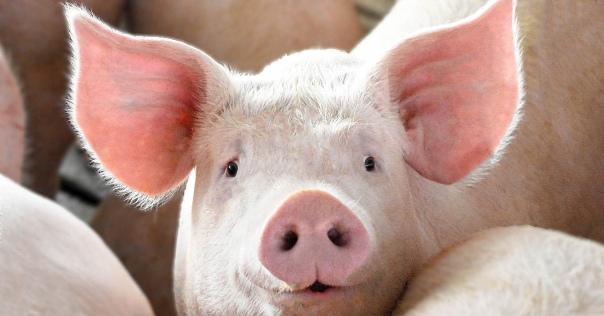 yorkshire pig smiling