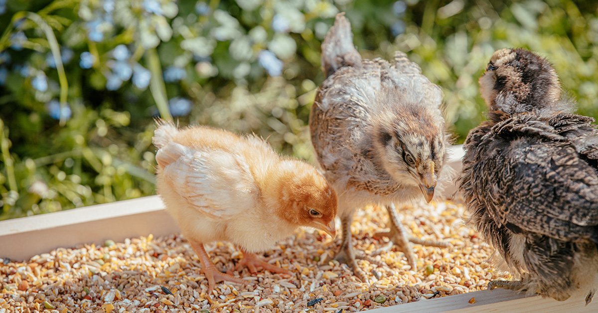 Starter & Grower Phases in Chickens - What Are The Differences