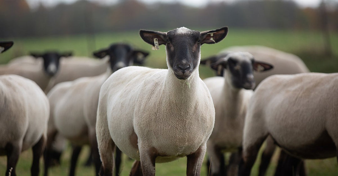 How to Feed Ewes Through Breeding, Pregnancy and Lactation
