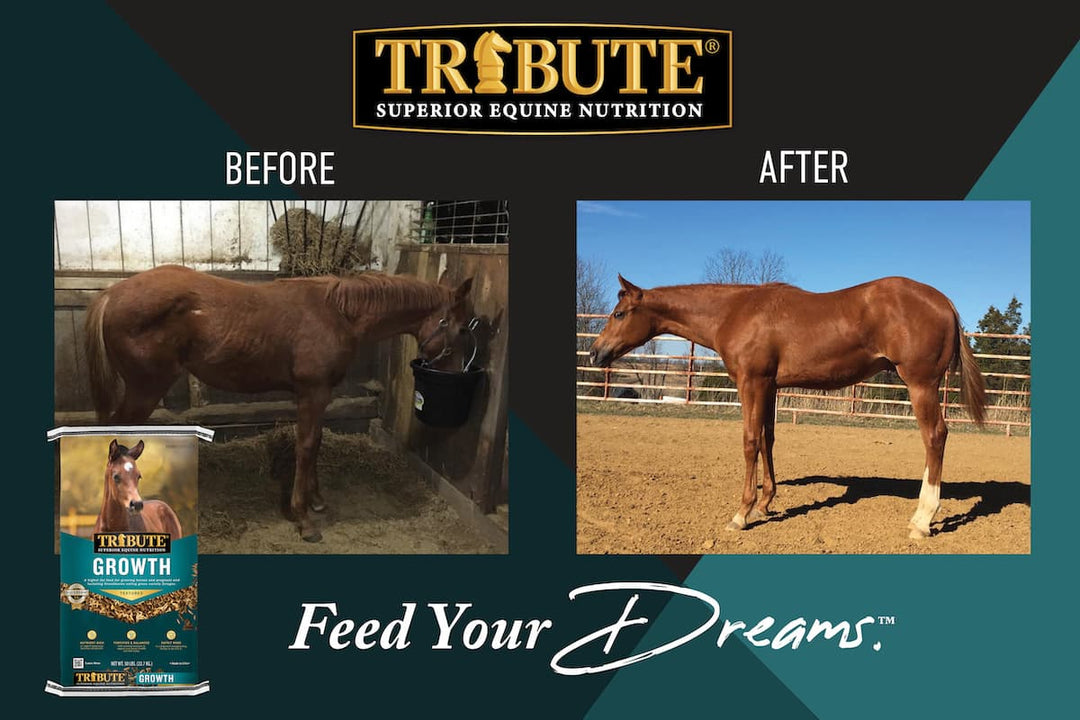tribute growth textured horse feed before and after graphic