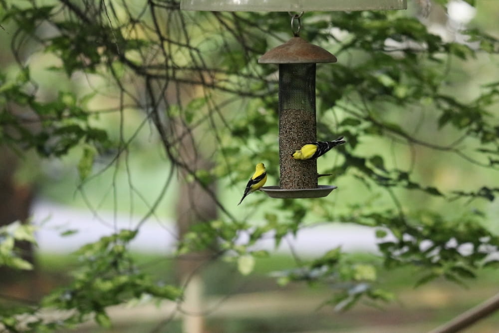 How Wild Bird Food Quality Influences Visiting Species and Feeding Behavior