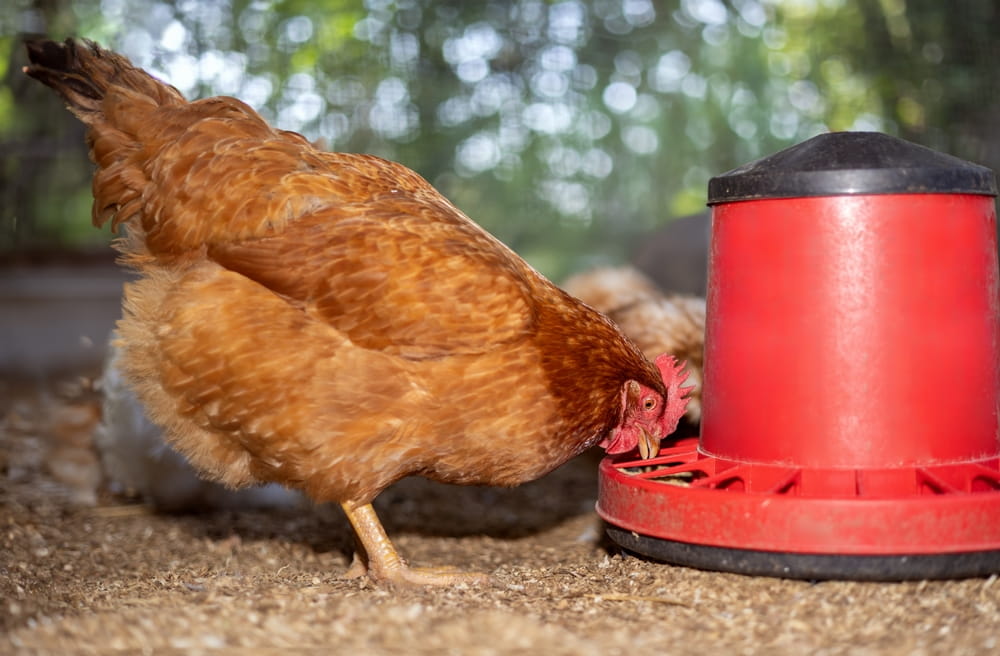 Poor Feed Intake in Backyard Chickens: Causes, Warning Signs, and Solutions
