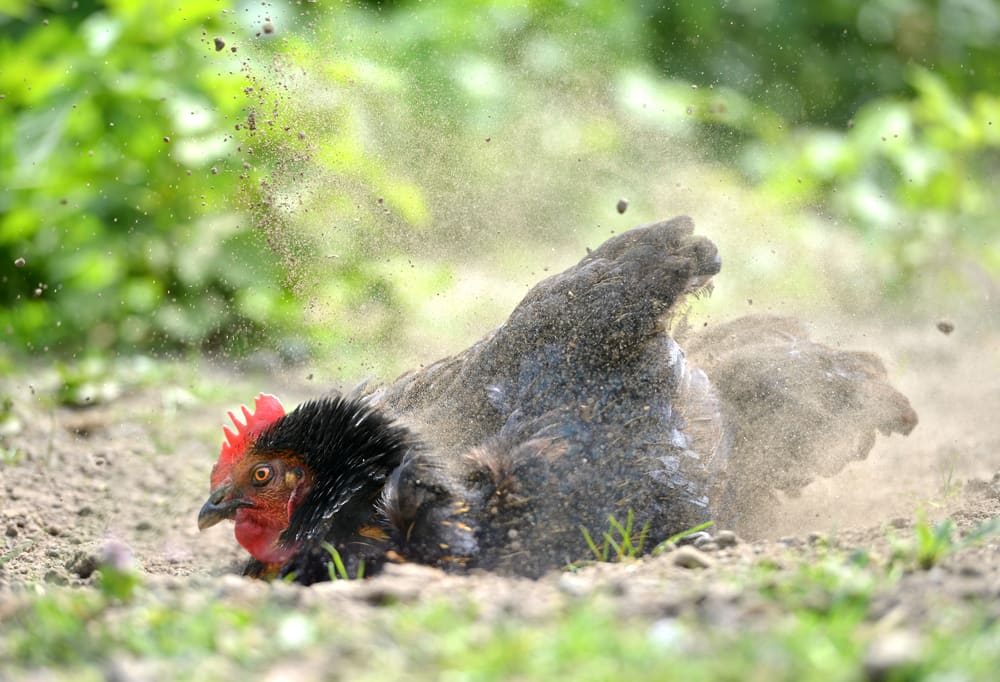 Domestic chicken having a dust bath