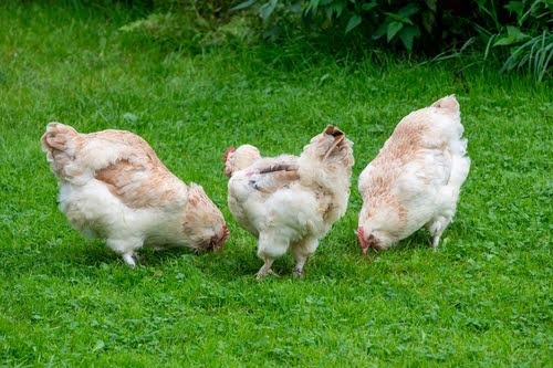 Faverolle Chickens: Your Helpful Care Guide