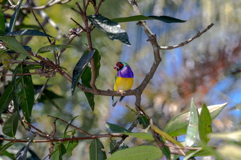 Feed Your Joy™: How to Choose the Right Wild Bird Food for Your Backyard (and Use It for Best Results)