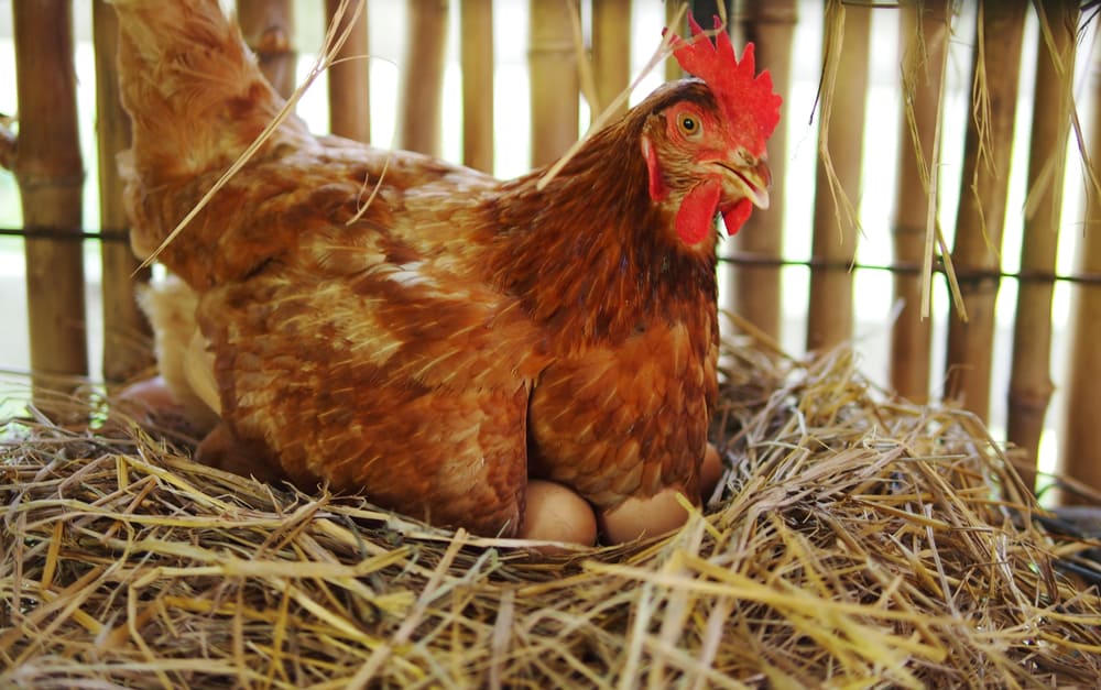 Brown hen hatching eggs