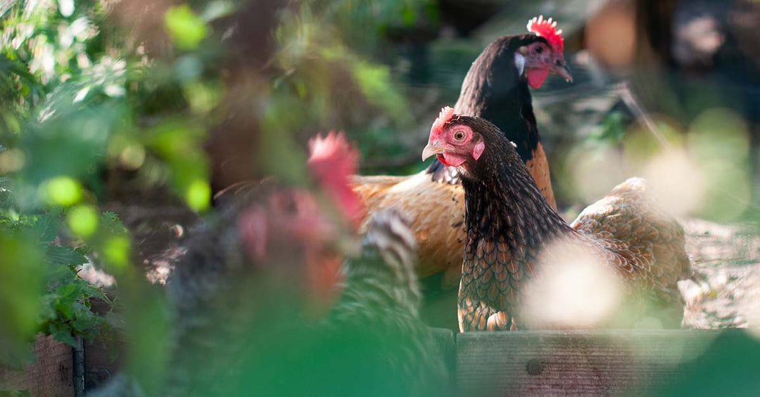 The Best Plants for the Chicken Run