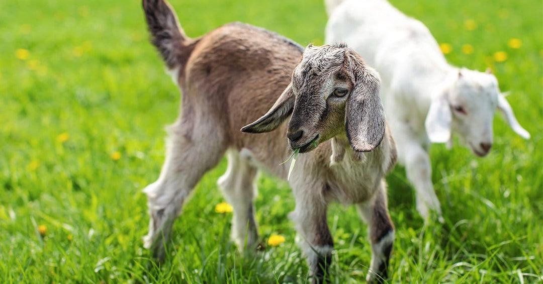 Goat Feed and Goat Grain 101: The Basics