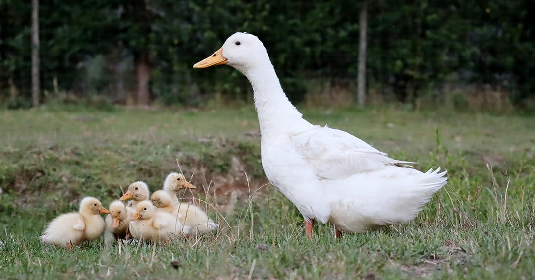 How to Care For and Raise Backyard Ducks