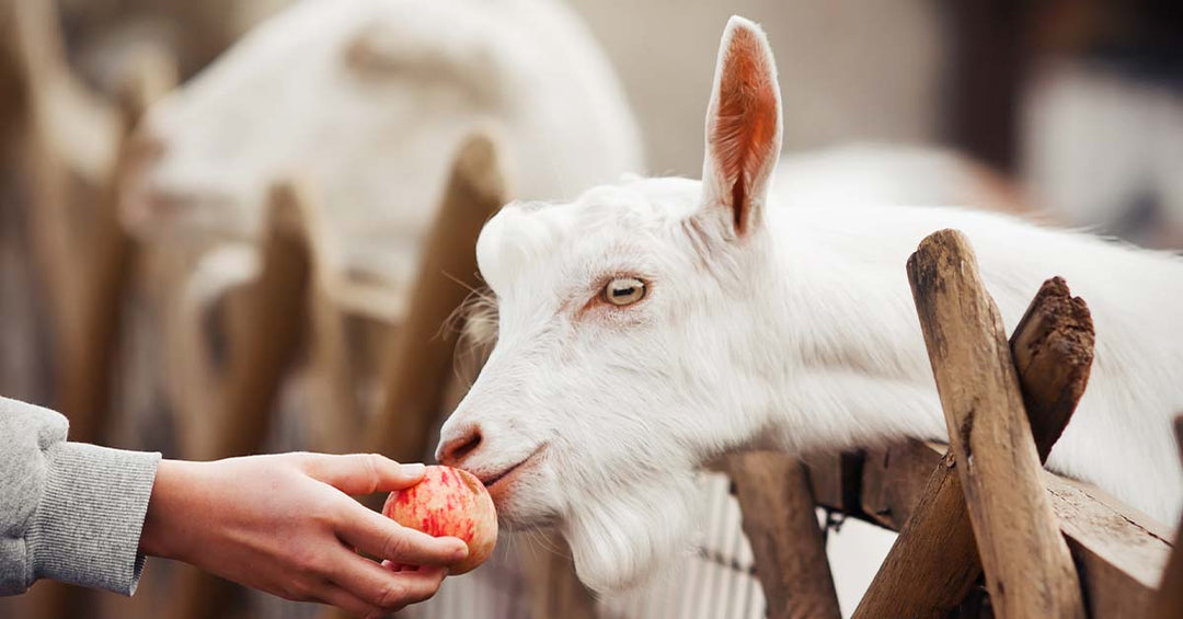 Safe Treats for Your Goats