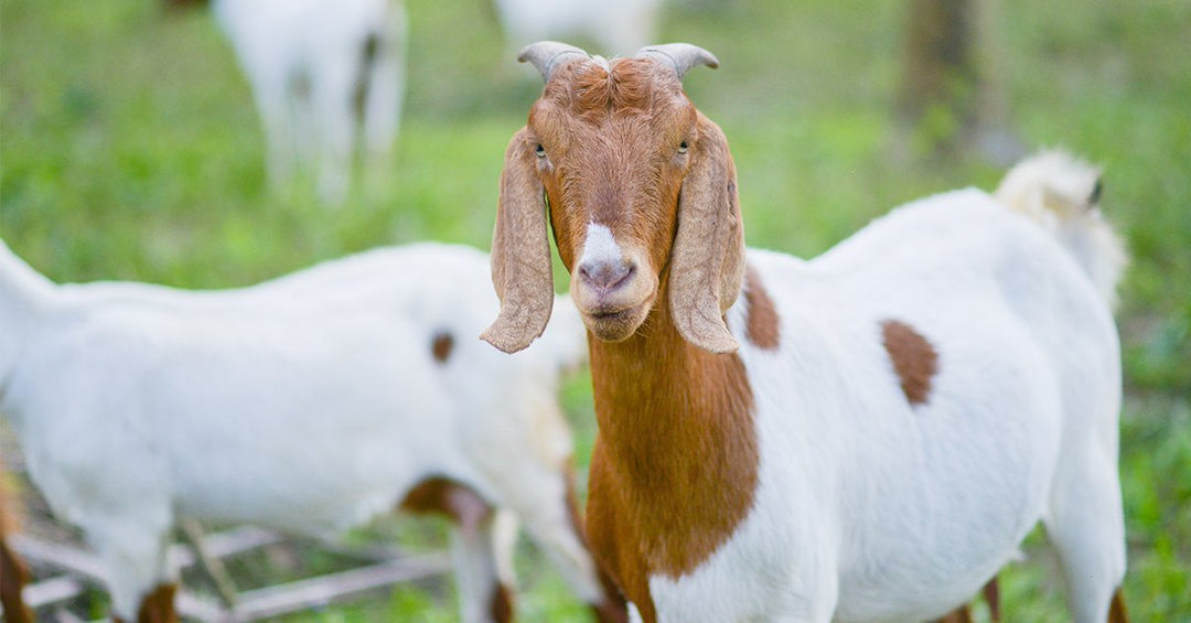 Understanding How to Evaluate Body Condition in Your Goat Herd