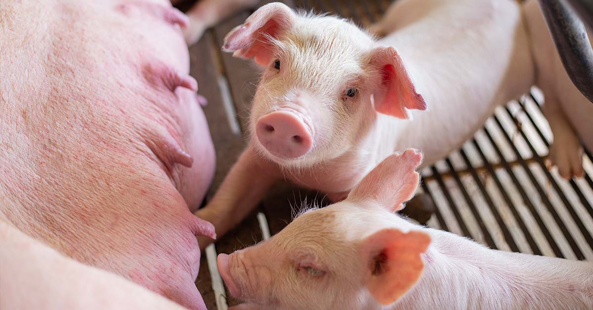 Pig Feeding Piglets Feeding Silage To Pigs