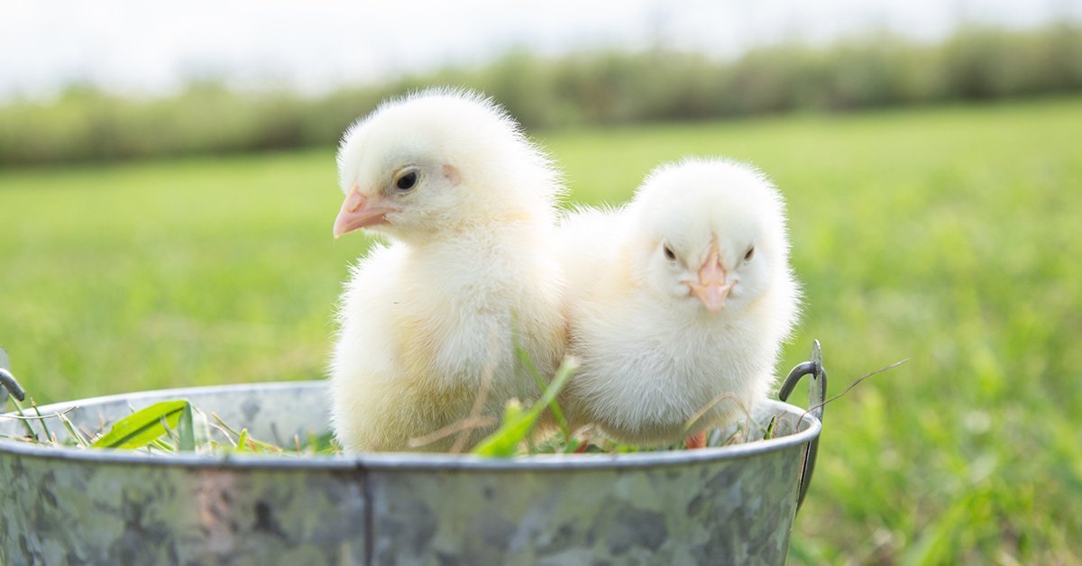 two baby chicks outside in a feed pan
