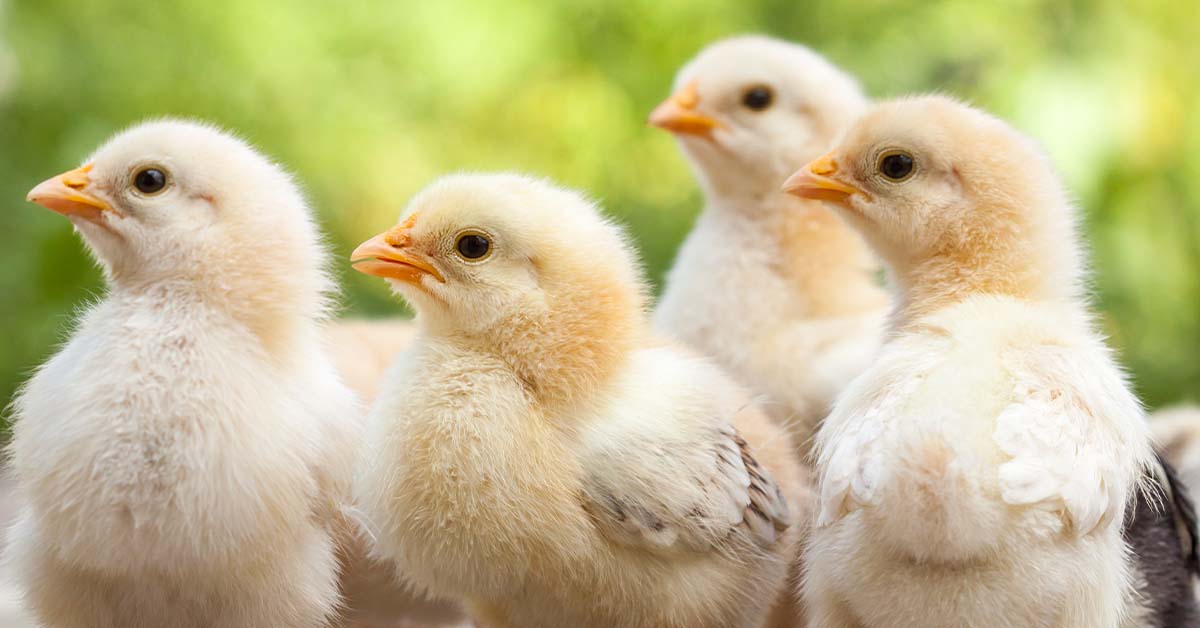 Up-close photo of four chicks outside huddled together