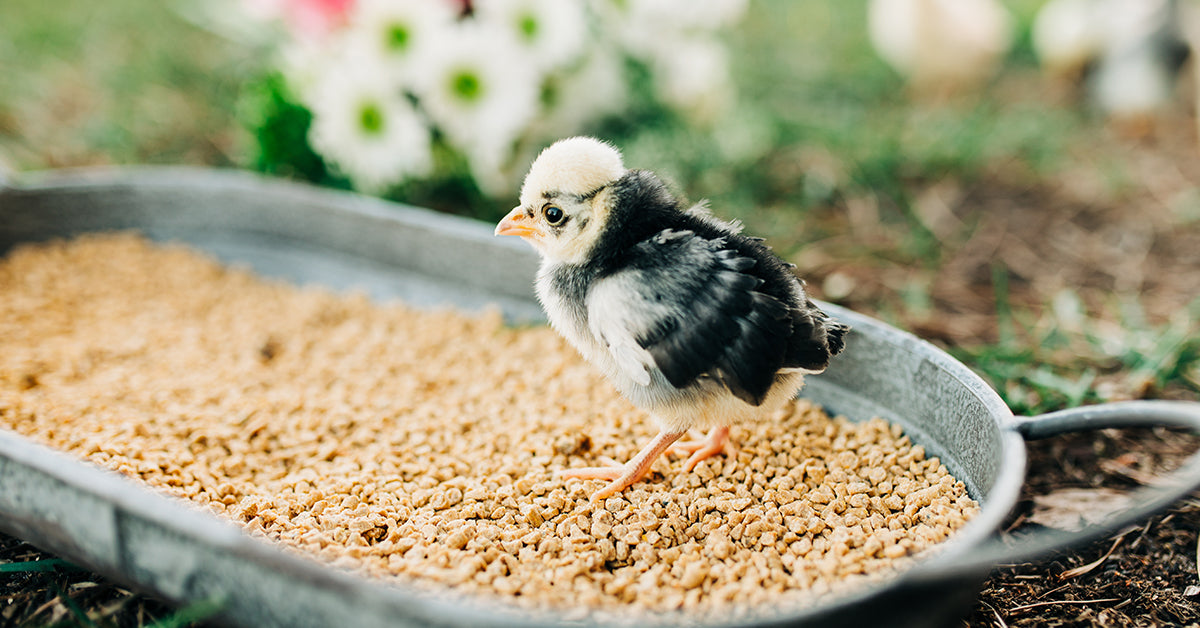 Cute, fuzzy chick by flowers in a pan of chick feed