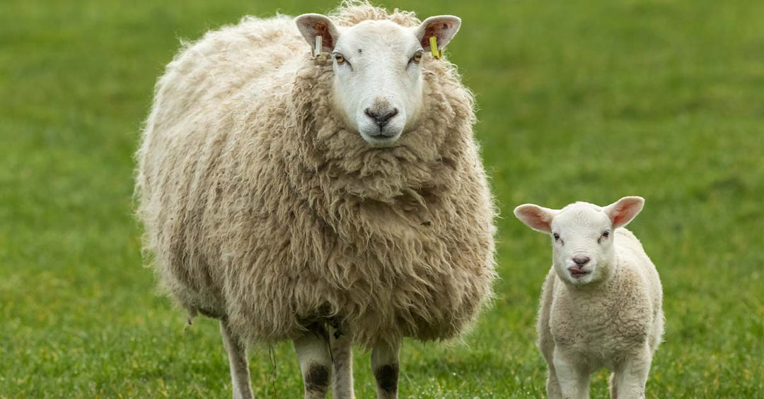 Feeding and Managing the Spring Lamb