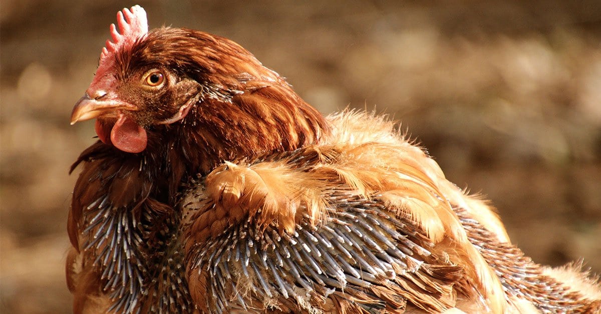 A Molting Chicken