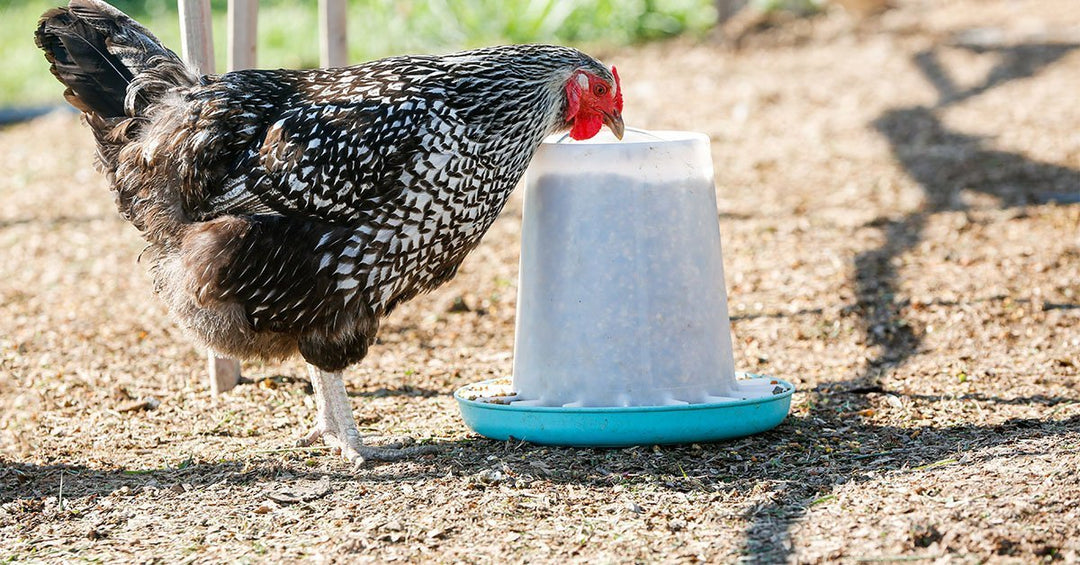 Nutrition for Backyard Chickens