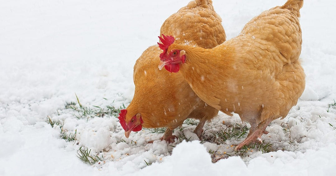 Winter Nutritional Requirements for Backyard Chickens