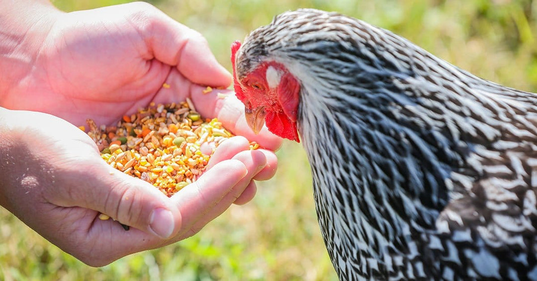 all about chicken feed: how much, what to avoid & best... Safe and Unsafe Foods for Chickens: What to Feed and Avoid – Kalmbach ...