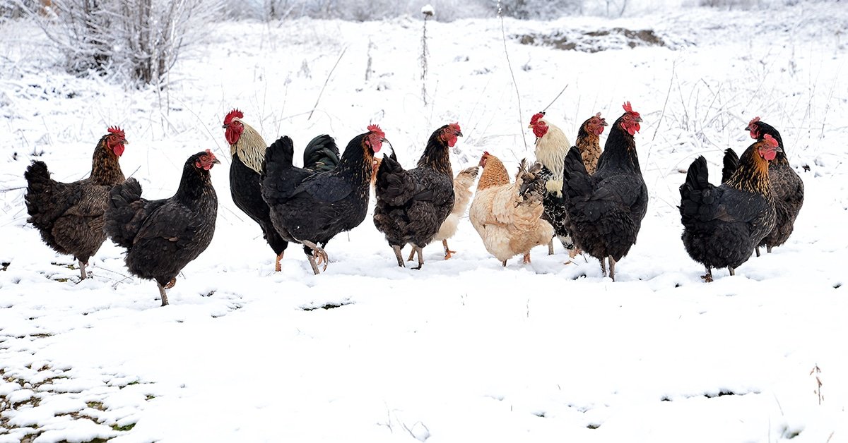 Winter Boredom Busters for Backyard Chickens