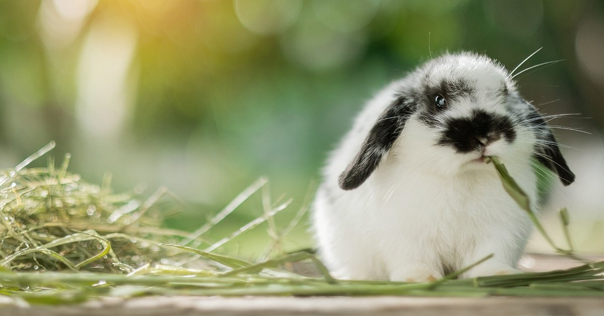 black and white rabbit nibbling on hay