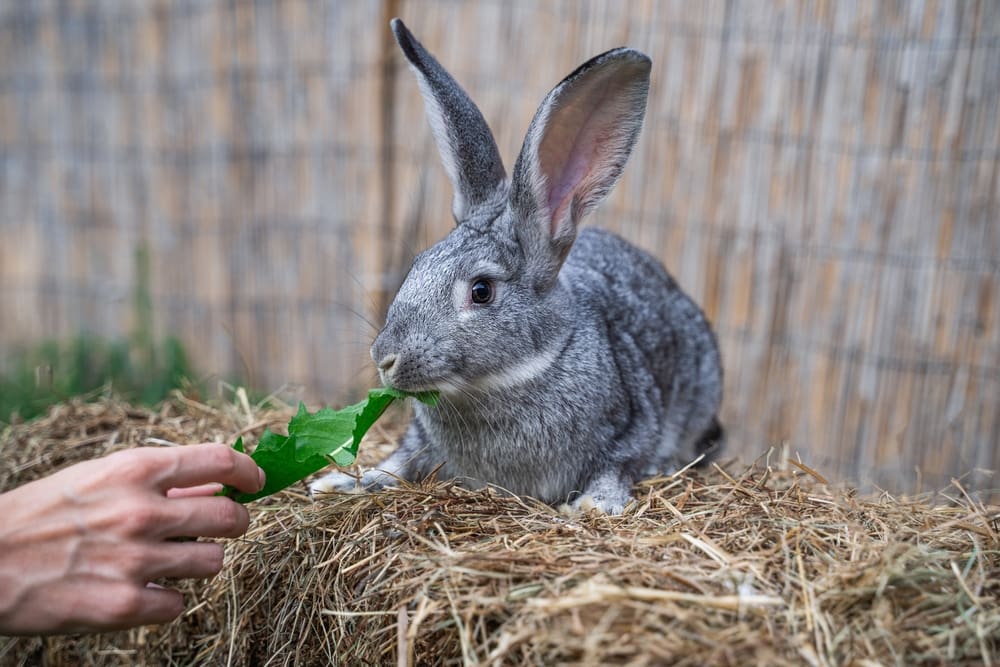 Small Animal Treats: Safe & Not-So-Safe Options