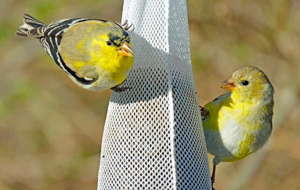 How to Attract Finches to Your Backyard This Summer