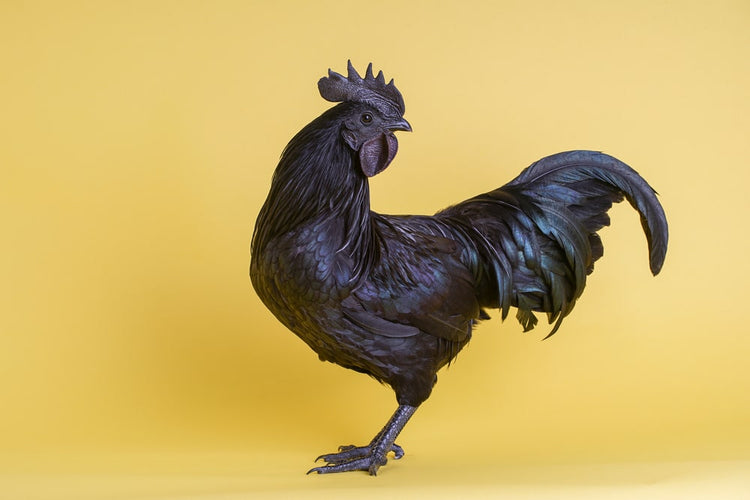 Ayam Cemani Chicken Breed Care Guide – Kalmbach Feeds®