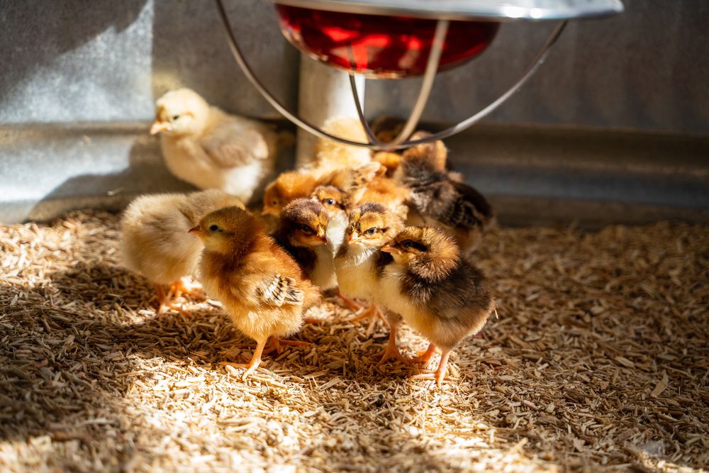 Baby chicks in the brooder