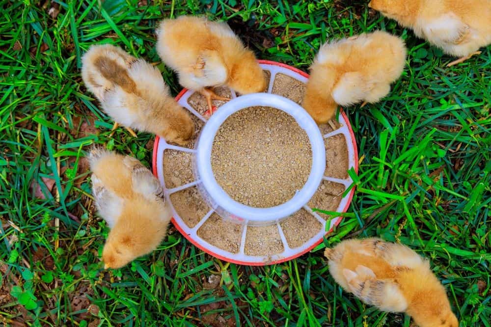 Why Chick Feed With LifeGuard Helps Support Gut Health, Immunity, and Early Growth