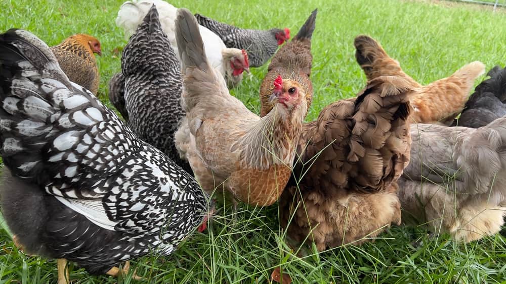 Plan Your Perfect Flock: Choosing the Right Chickens