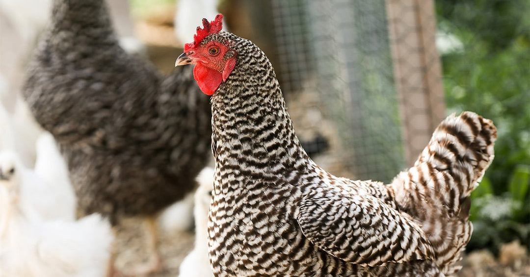 7 Items to Include in Your Chicken First-Aid Kit