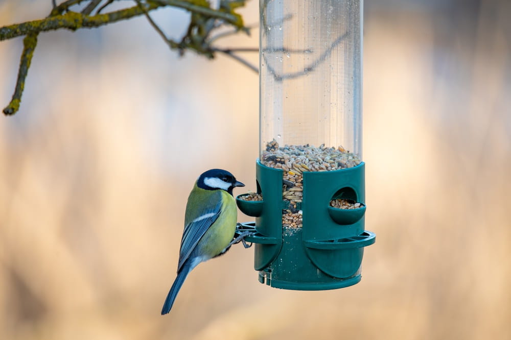 bird eating out of a feeder