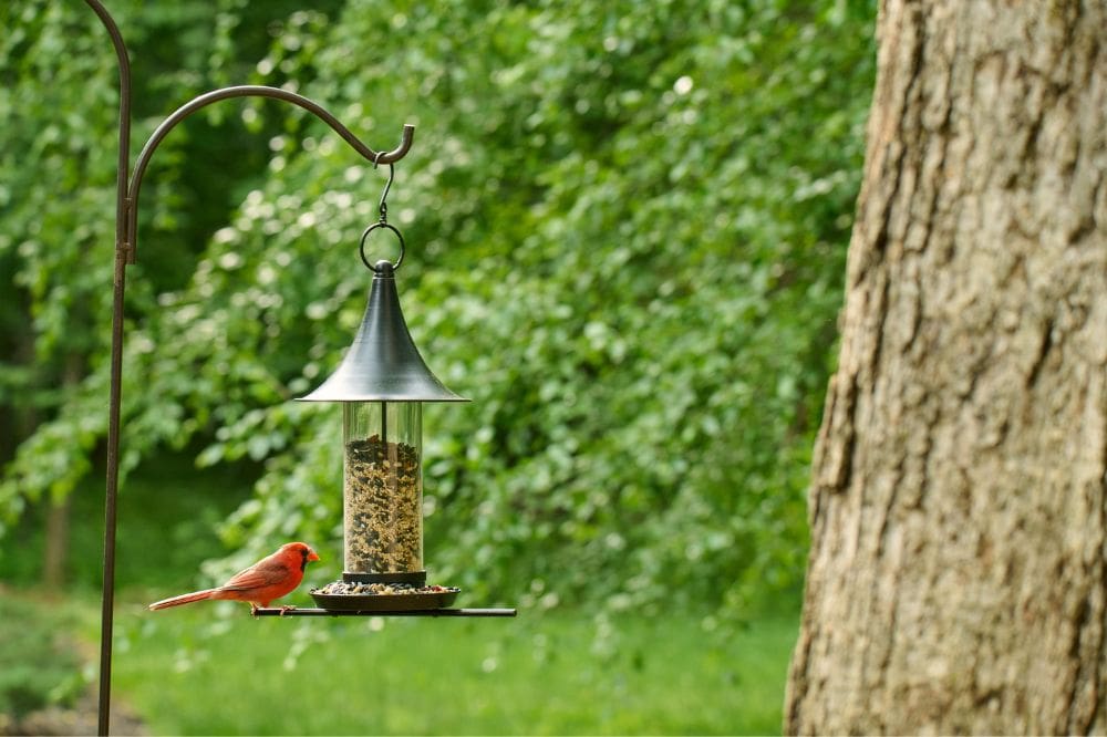 red bird eating from a hanging feeder