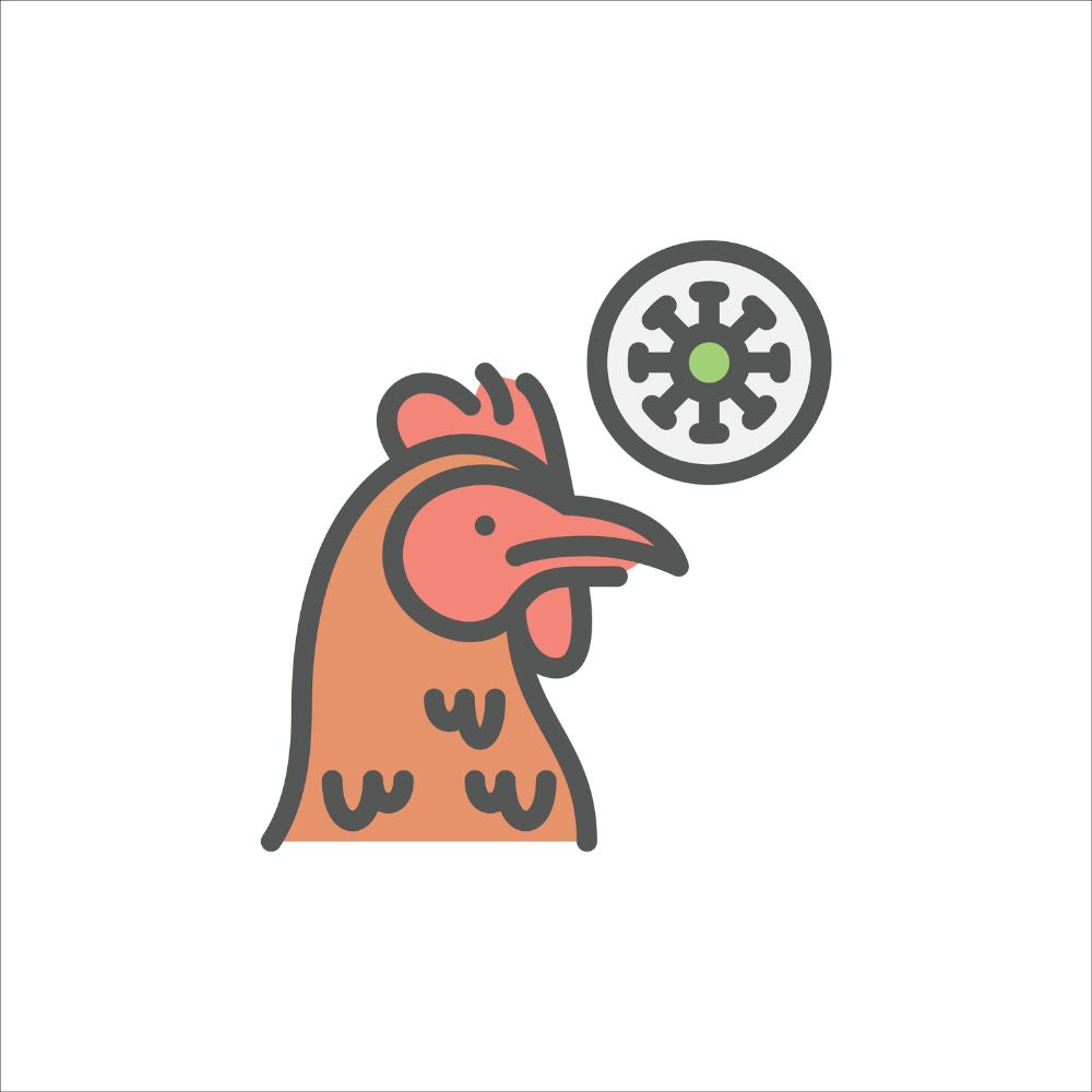 chicken animation with bird flu