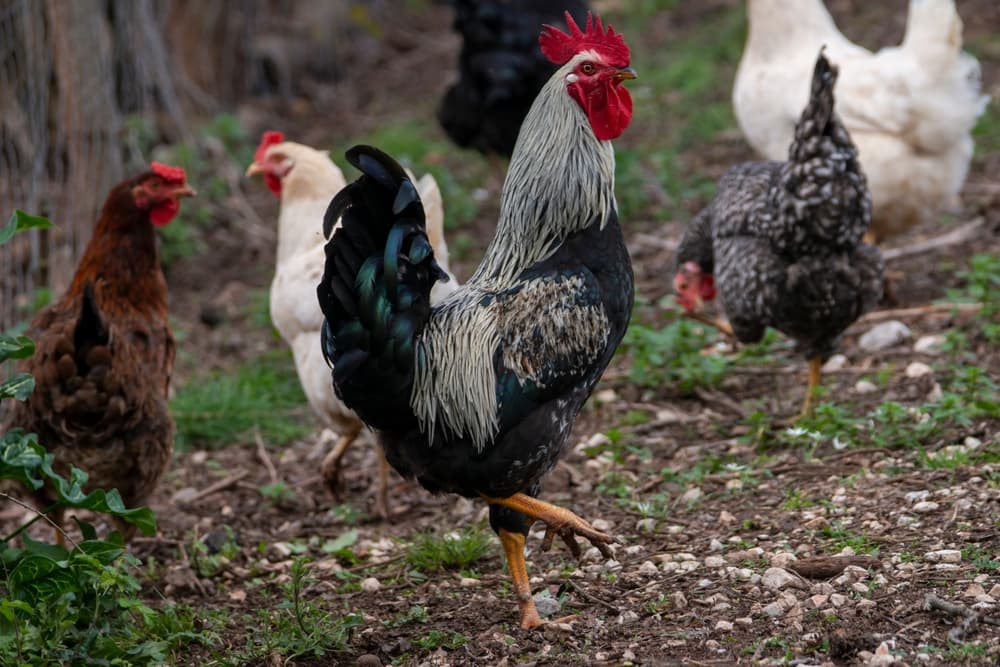 roosters and chickens in a field