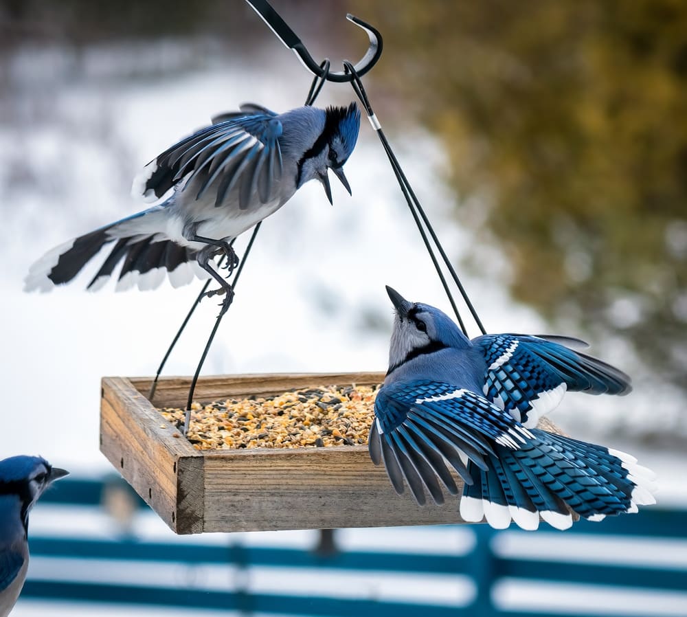 Pair of Squabbling Blue Jays at a Feeder