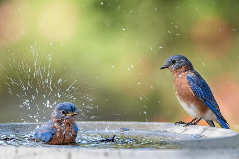 What Wild Birds Need During Summer: Clean Energy, Fresh Seed, and Heat Support