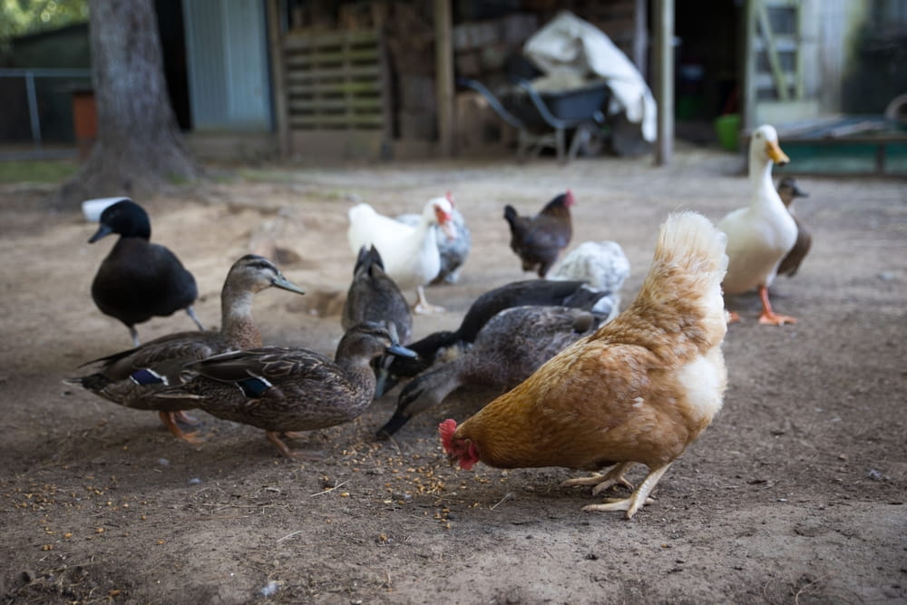 Mixing Chickens, Ducks & Quail: Plan Your 2026 Flock Right