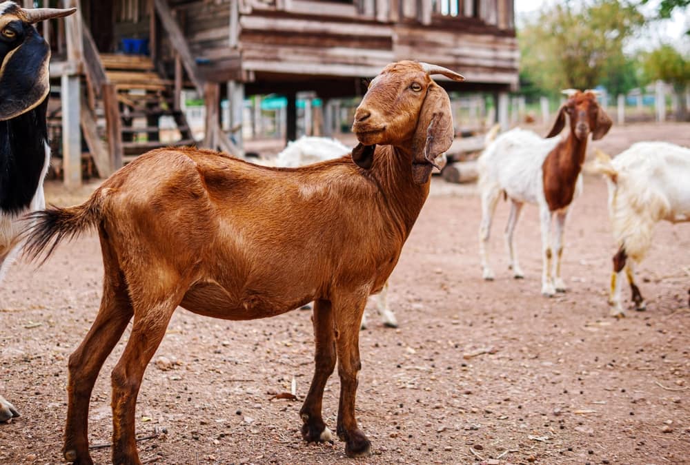 Safe Treats for Your Goats: What's Okay (and What's Not)