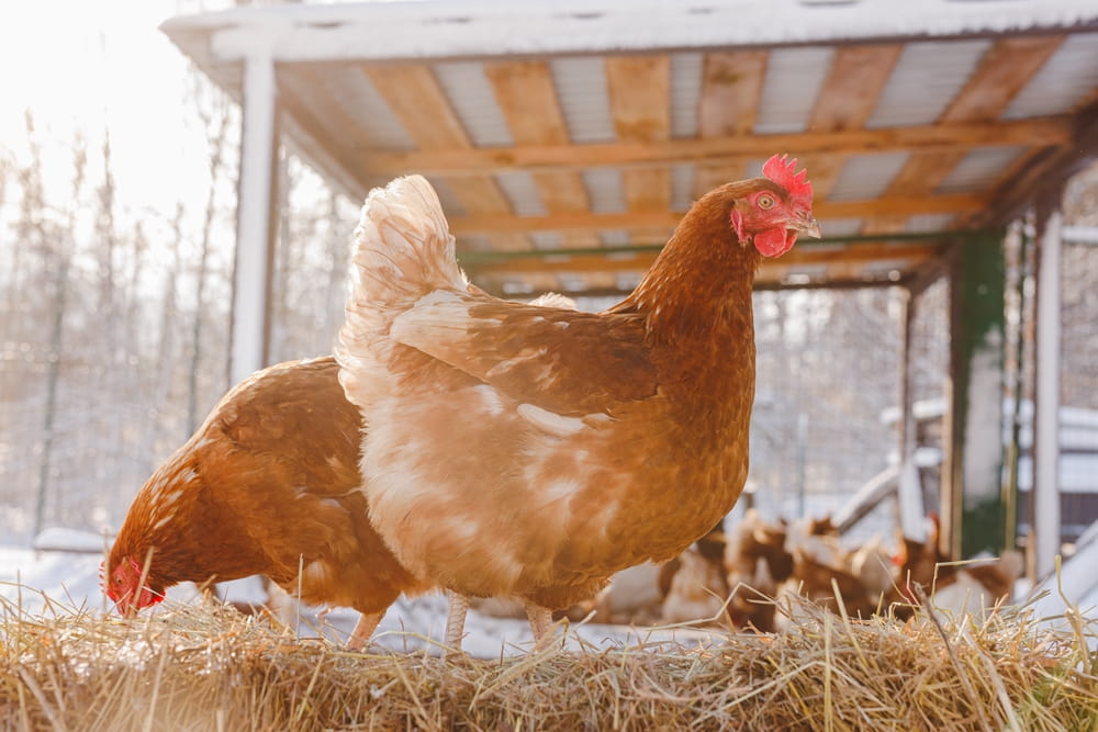 How to Safely Add New Chickens to Your Flock This Winter