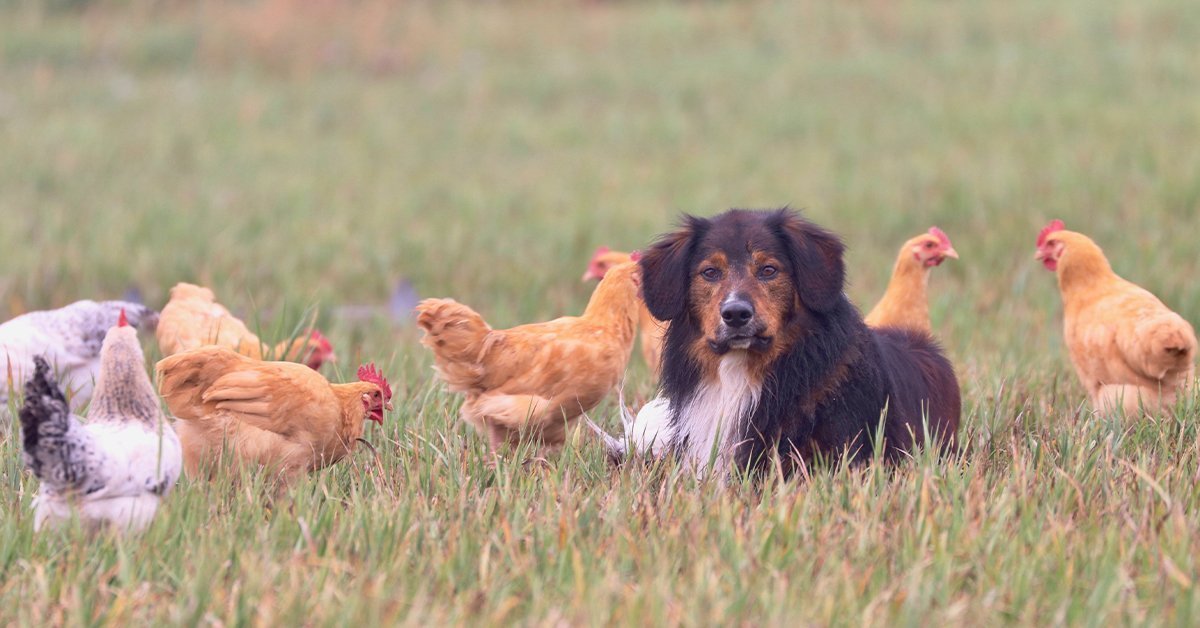 cattle dog watching chickens