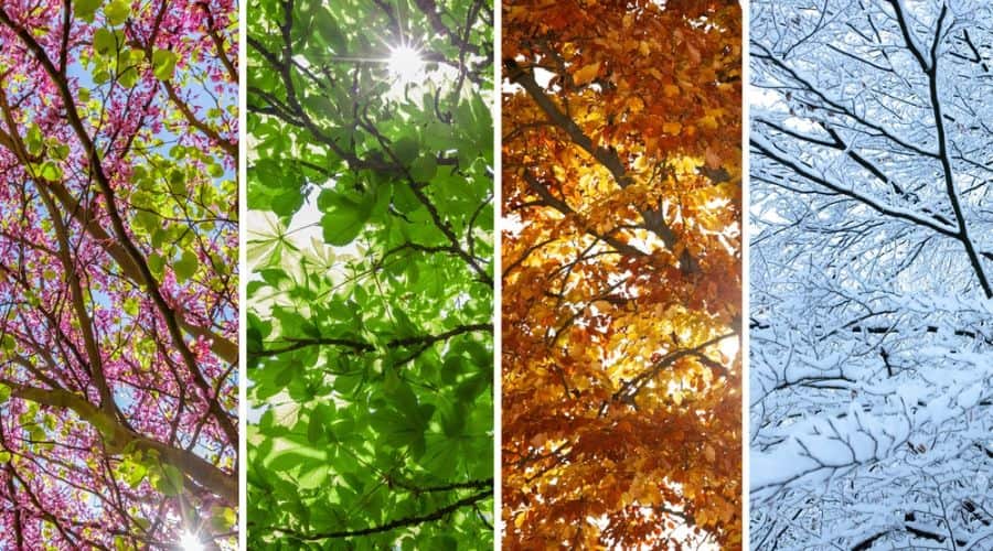 What to Feed Birds in Every Season: The Complete Year-Round Guide