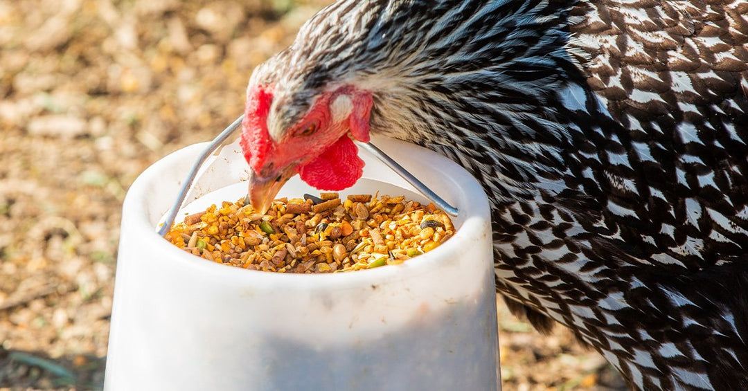 What to Feed Your Laying Hens